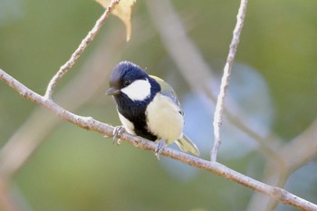 シジュウカラ 大高緑地公園 2019年11月5日(火)