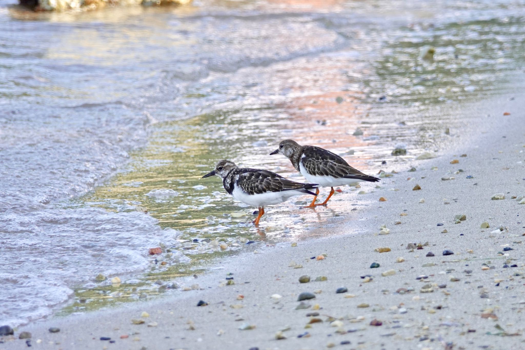 サント・マルグリット島 キョウジョシギの写真 by のどか