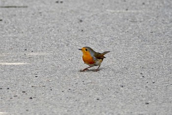 European Robin Île Sainte-Marguerite Mon, 10/14/2019