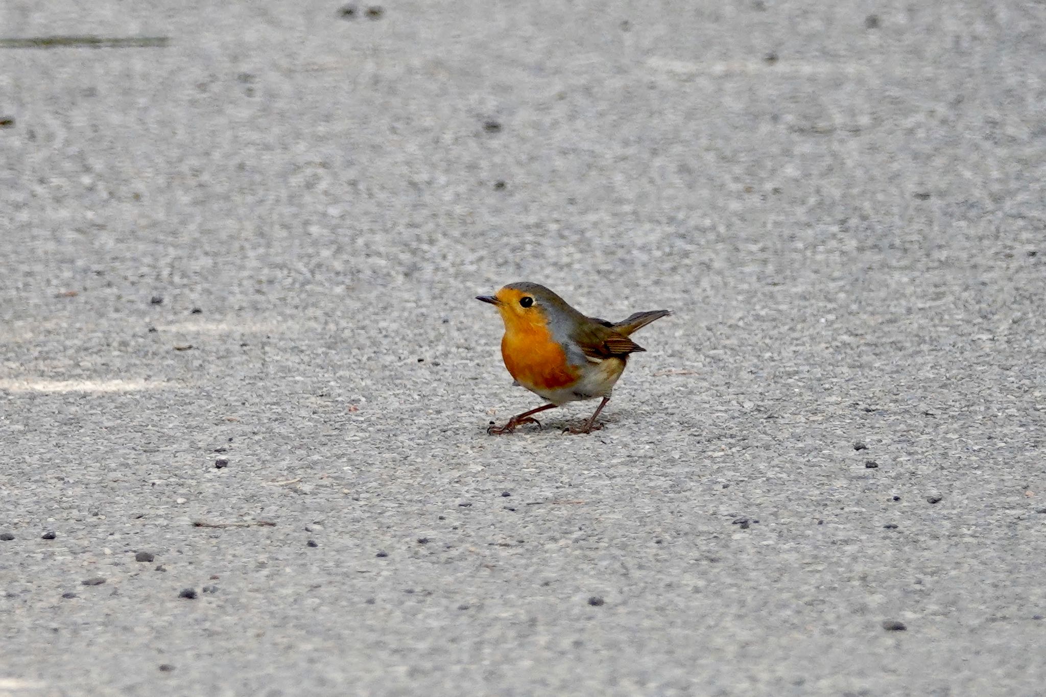 Photo of European Robin at Île Sainte-Marguerite by のどか