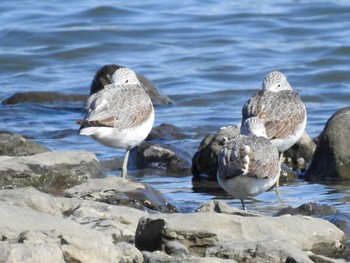 アオアシシギ 東京港野鳥公園 2019年11月4日(月)