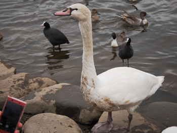 コブハクチョウ 手賀沼公園 2019年11月3日(日)