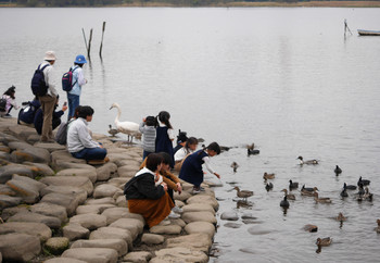 未同定 手賀沼公園 2019年11月3日(日)