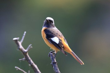 2019年11月4日(月) 大阪城公園の野鳥観察記録