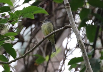 Yellow-legged Flyrobin