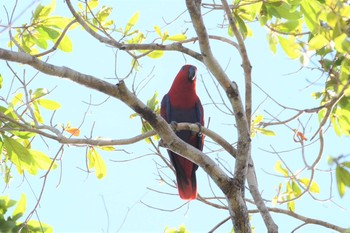 Papuan Eclectus