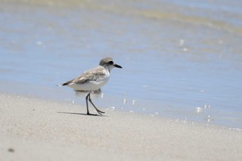 Greater Sand Plover オーストラリア,ケアンズ～アイアインレンジ Tue, 10/15/2019