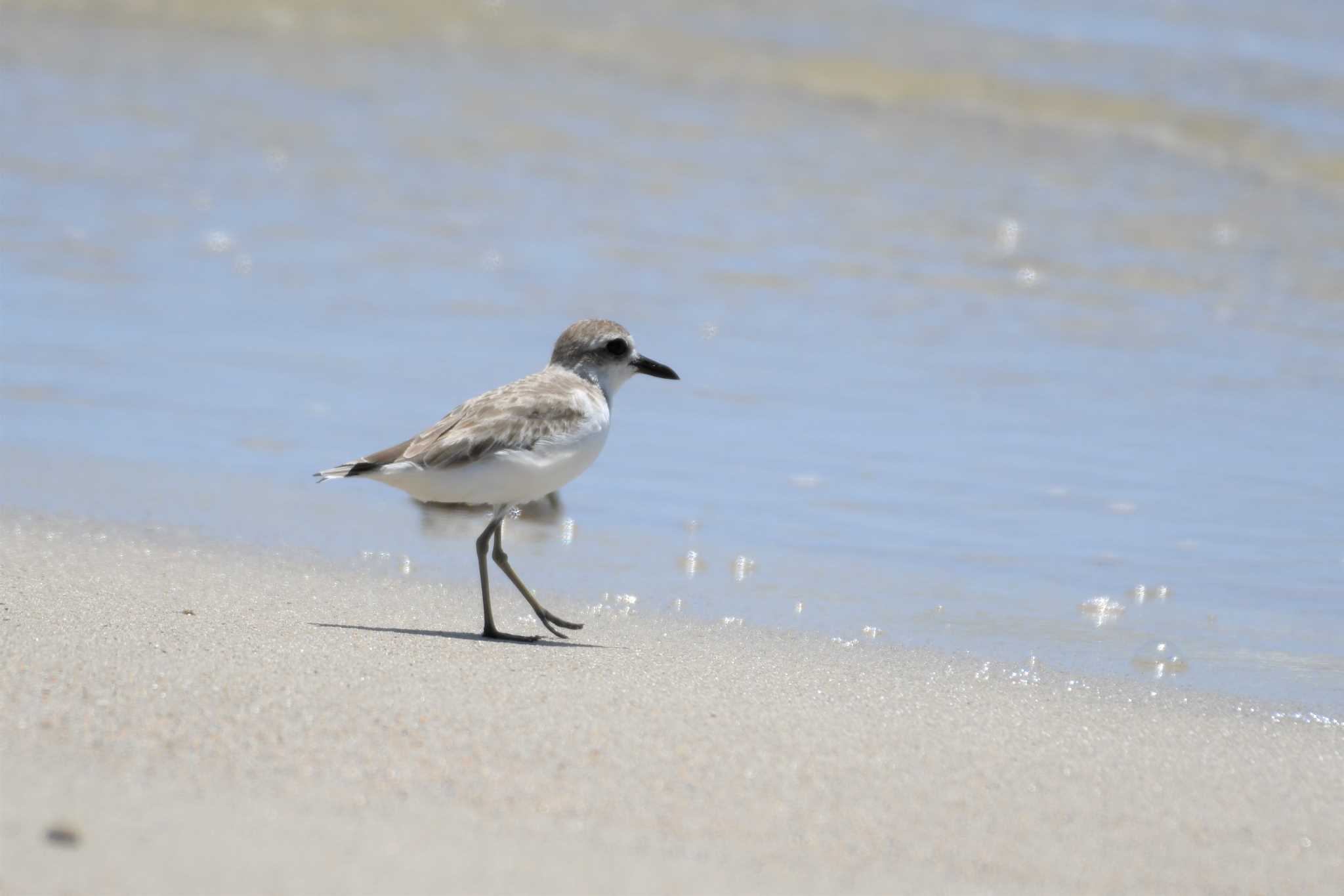 Photo of Greater Sand Plover at オーストラリア,ケアンズ～アイアインレンジ by でみこ