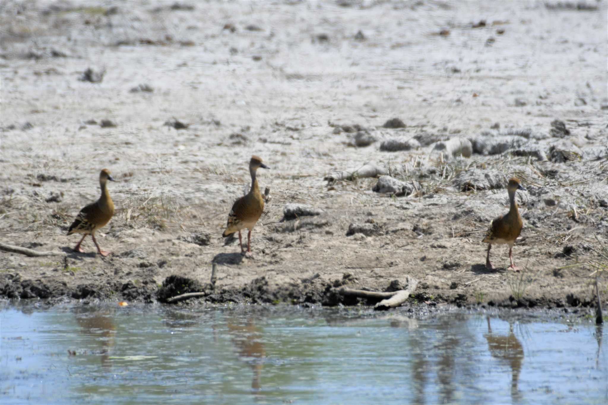 Wandering Whistling Duck