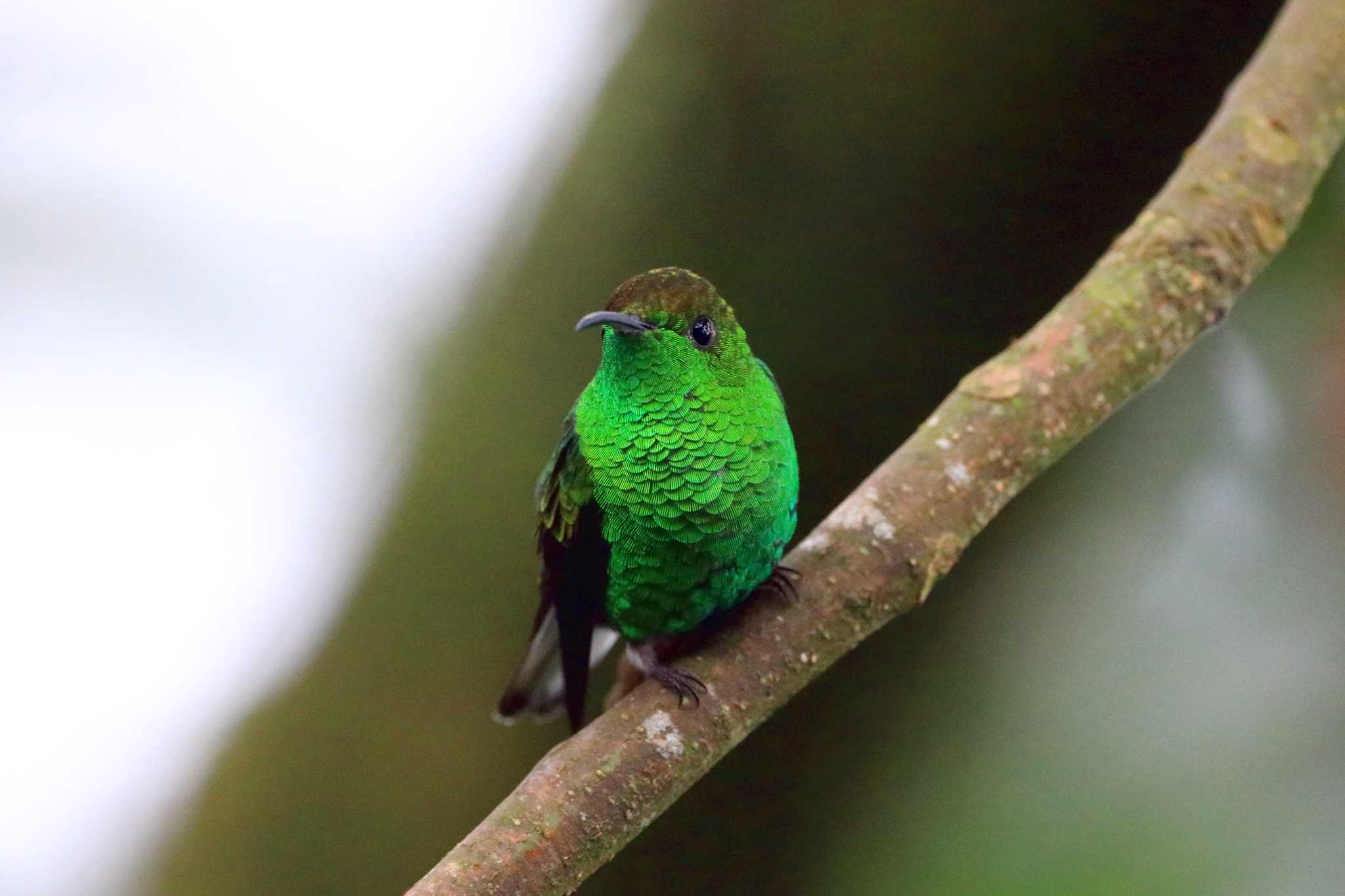 Photo of Coppery-headed Emerald at Galería de Colibries y Restaurante Cinchona(Costa Rica) by とみやん