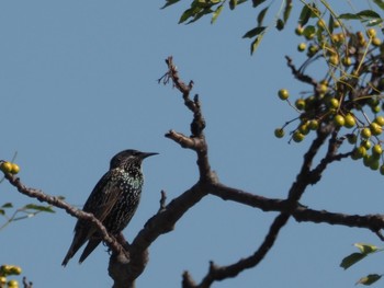 Common Starling Unknown Spots Thu, 11/7/2019