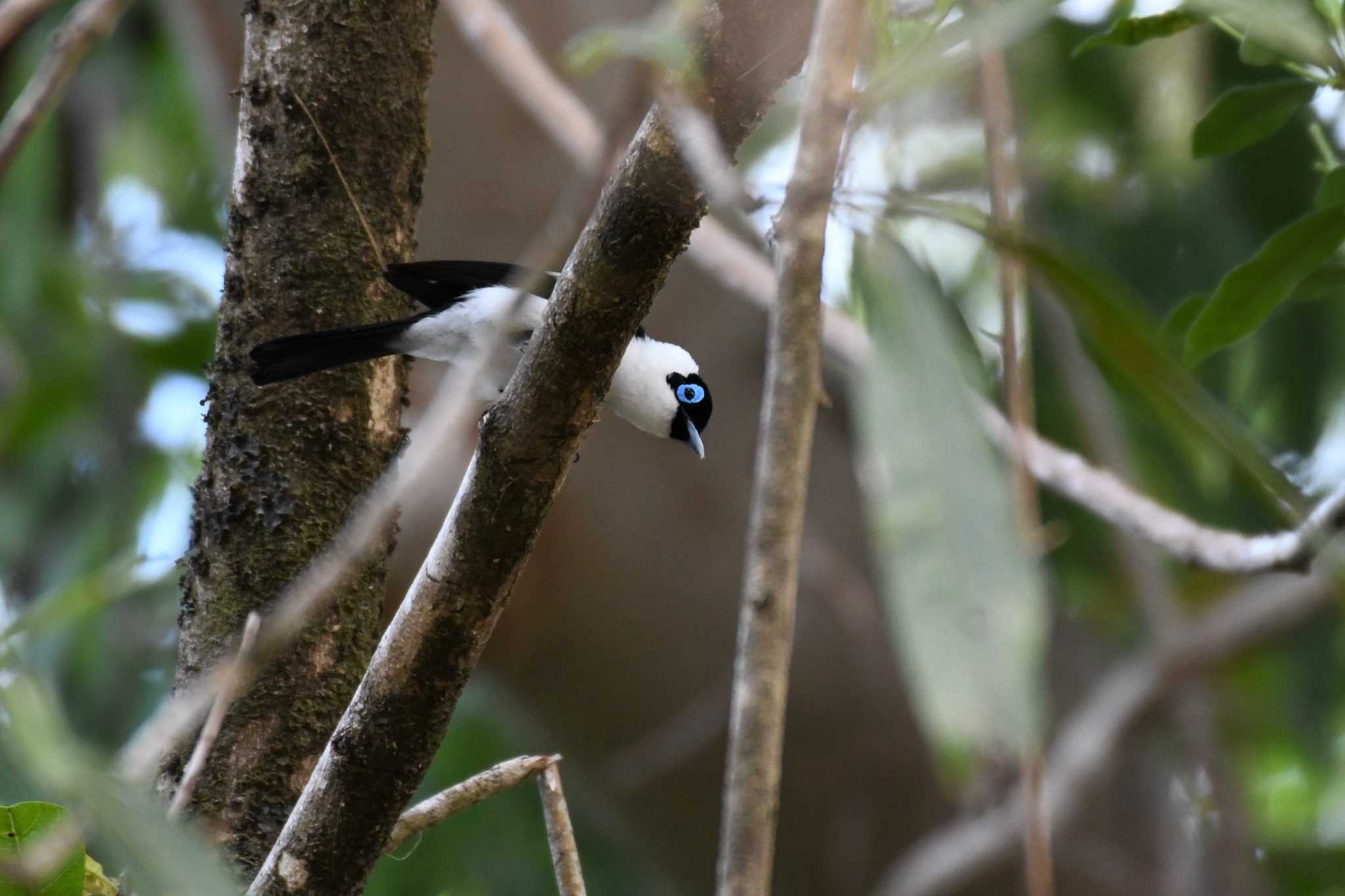 Photo of Frill-necked Monarch at オーストラリア,ケアンズ～アイアインレンジ by でみこ