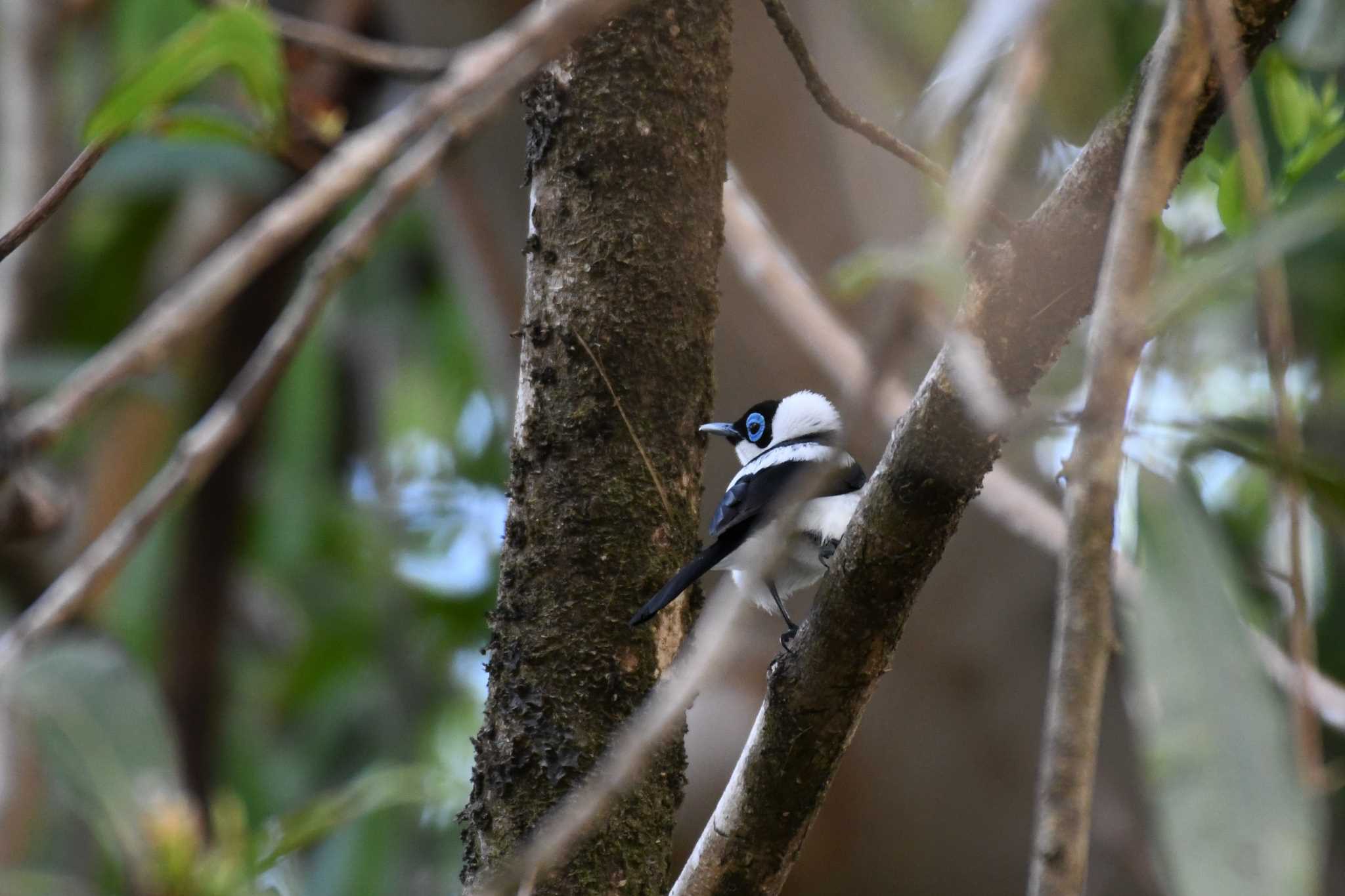 Photo of Frill-necked Monarch at オーストラリア,ケアンズ～アイアインレンジ by でみこ