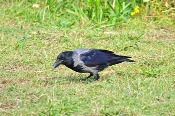 Hooded Crow Parc d'Estienne-d'Orves Tue, 10/15/2019