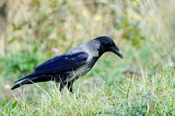 ズキンガラス エスティエンヌ＝ドルヴ公園 2019年10月15日(火)