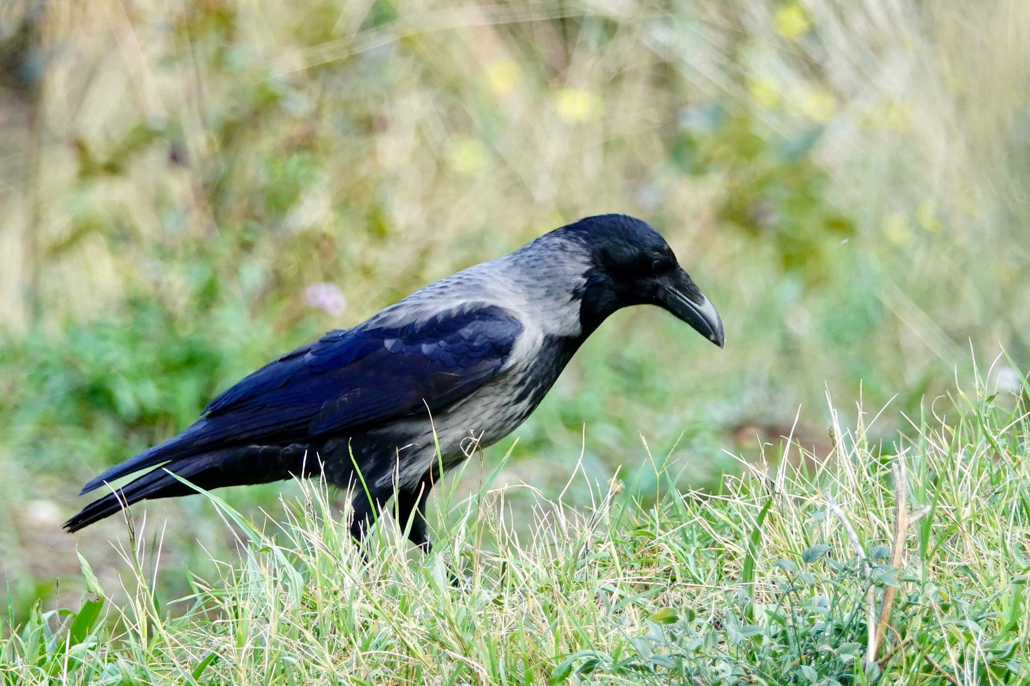 Photo of Hooded Crow at Parc d'Estienne-d'Orves by のどか