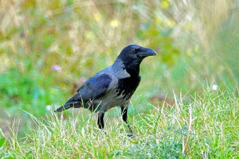 Hooded Crow Parc d'Estienne-d'Orves Tue, 10/15/2019