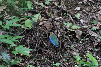 ミナミヤイロチョウ ケーン・クラチャン国立公園 2019年6月4日(火)