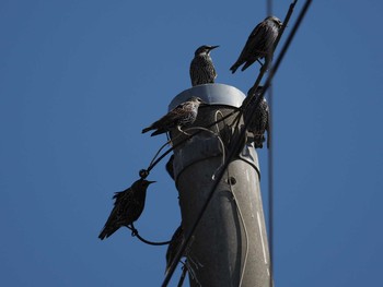 Common Starling Unknown Spots Thu, 11/7/2019