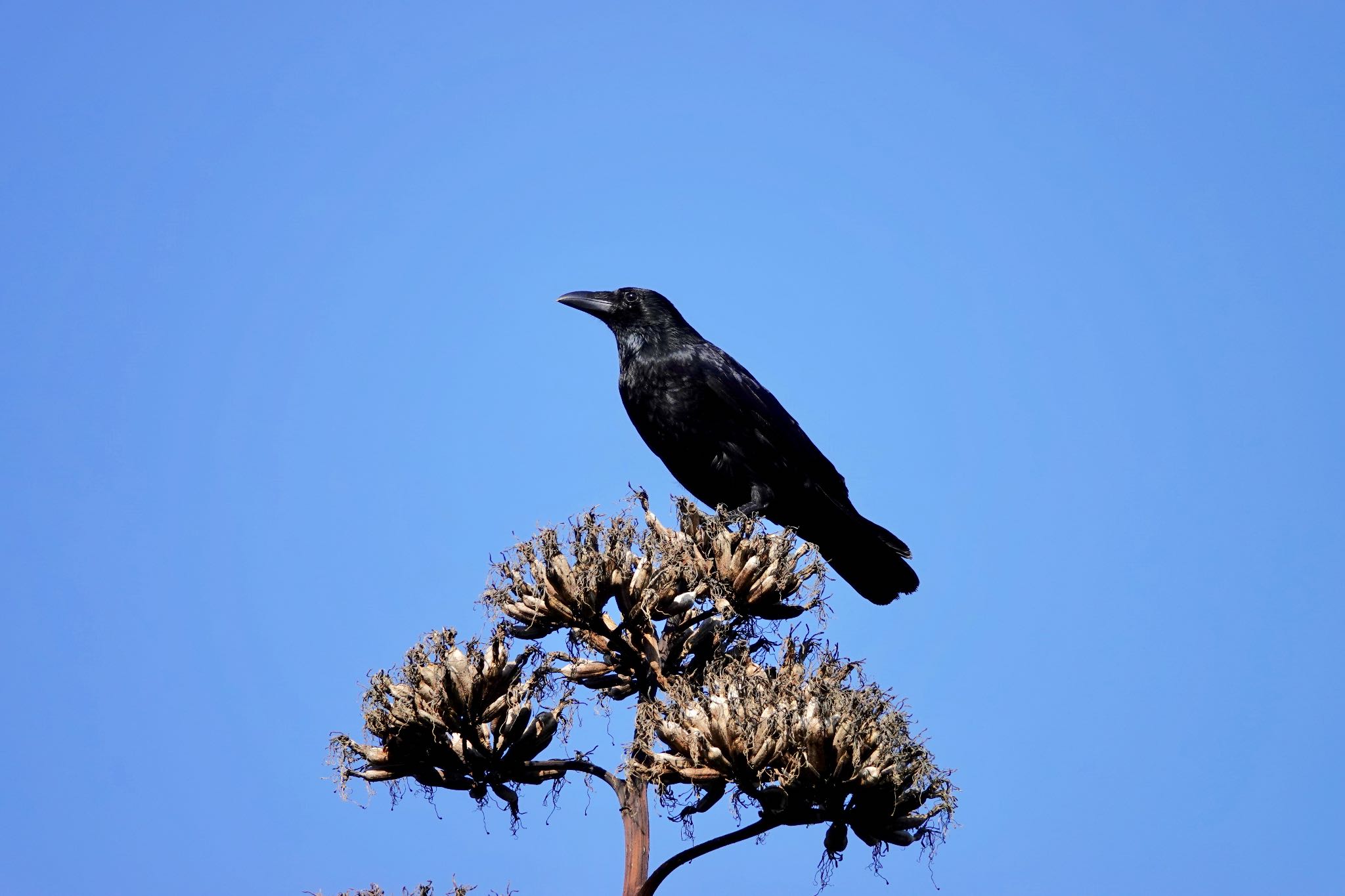 Carrion Crow