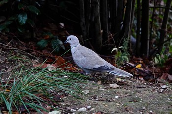 Eurasian Collared Dove Parc d'Estienne-d'Orves Tue, 10/15/2019