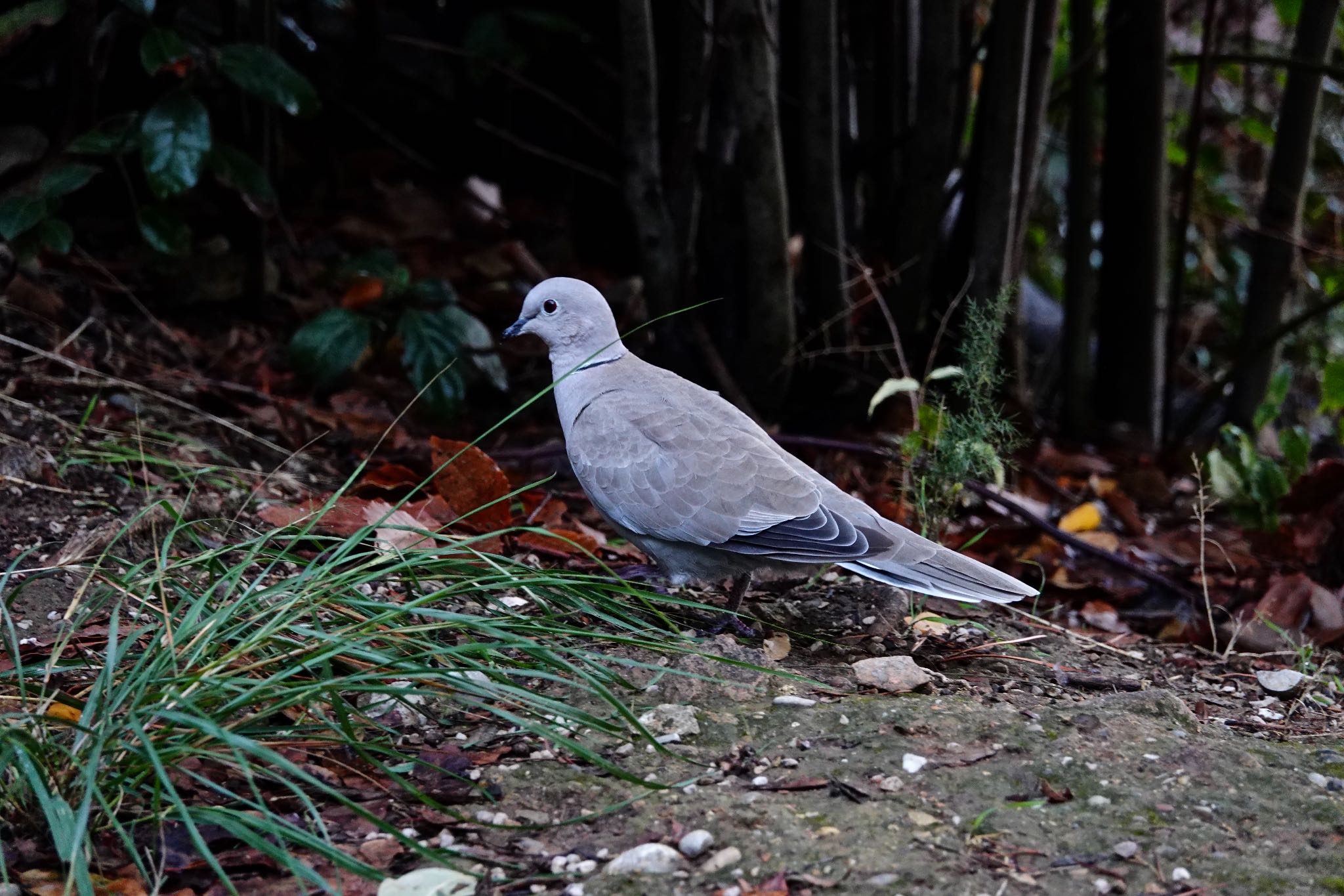 Eurasian Collared Dove