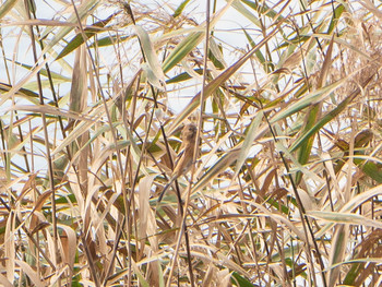 ベニマシコ 芝川第一調節池(芝川貯水池) 2019年11月4日(月)