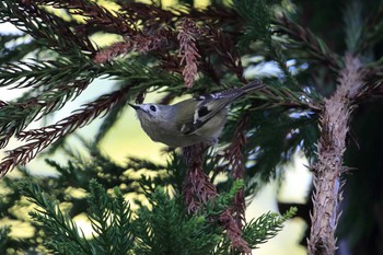 2019年11月2日(土) 大阪城公園の野鳥観察記録