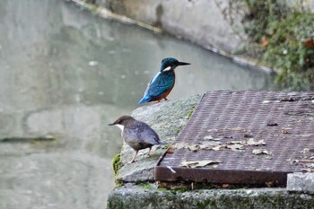 Wed, 10/16/2019 Birding report at Breil-sur-Roya