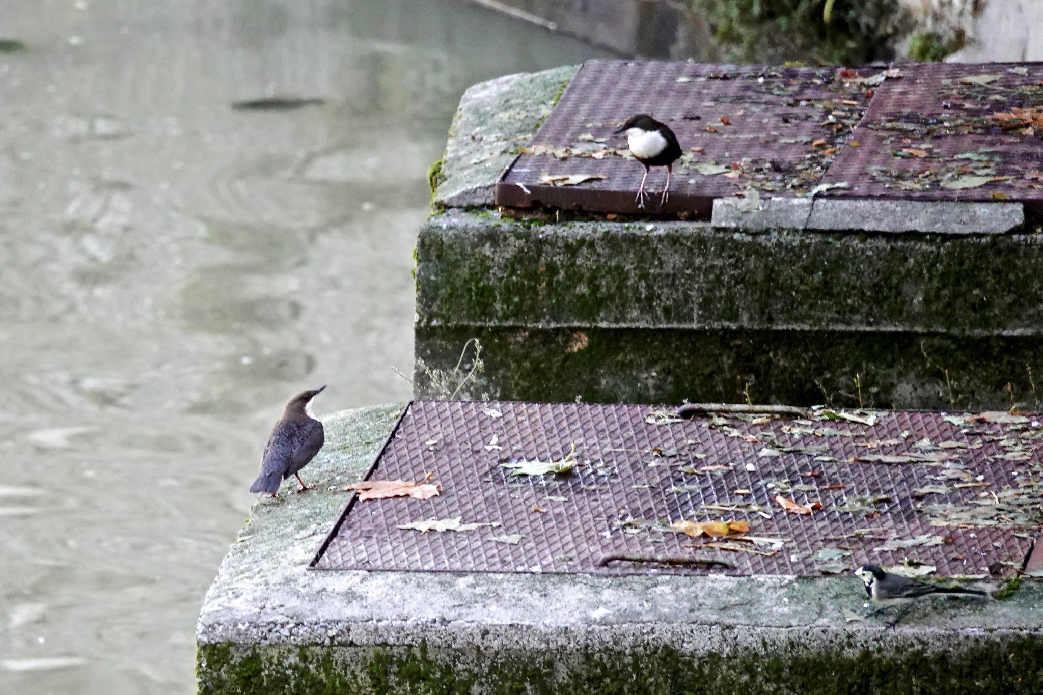 White-throated Dipper