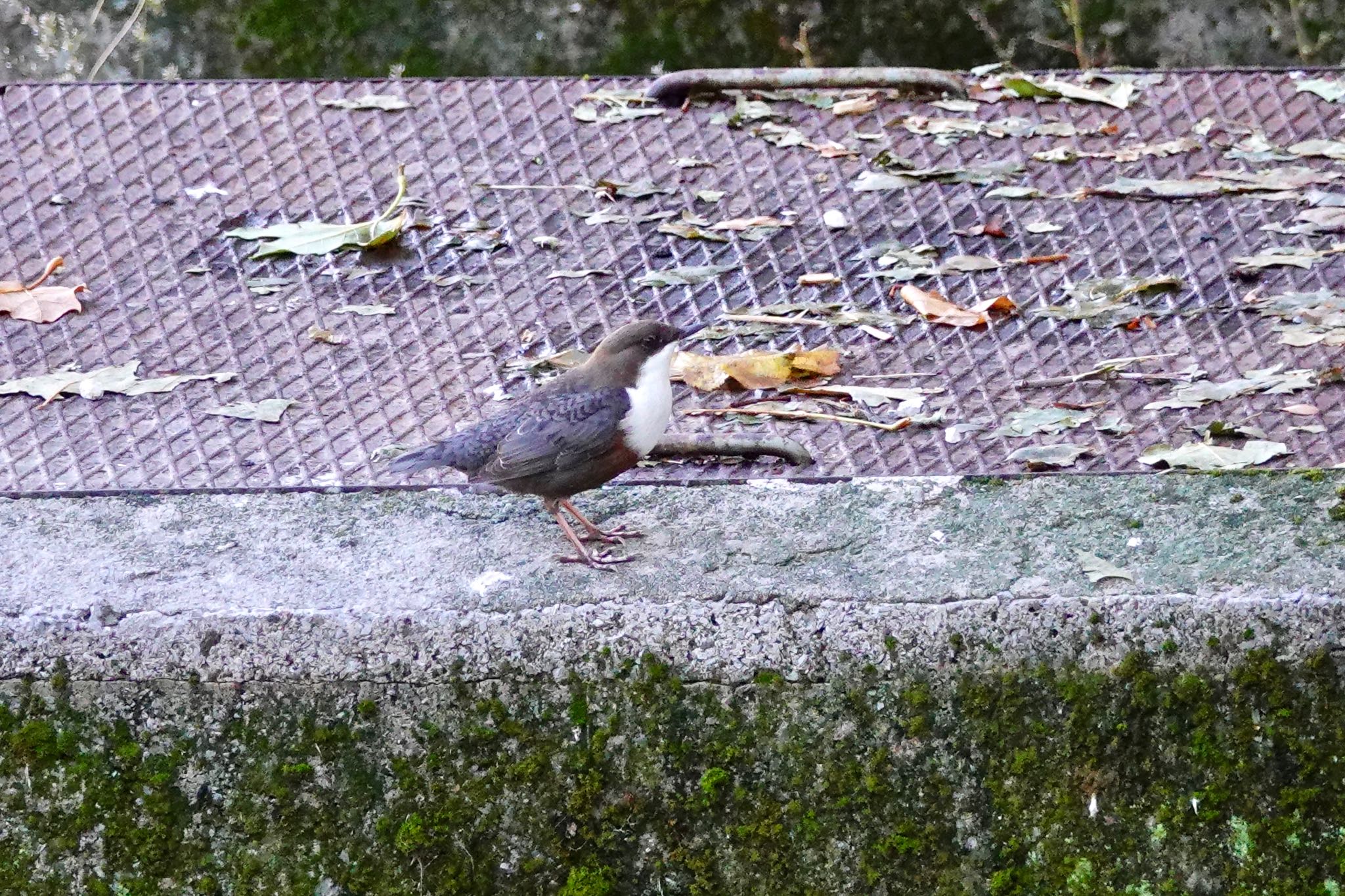 White-throated Dipper