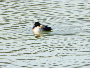 Tufted Duck 多摩湖 Tue, 11/5/2019