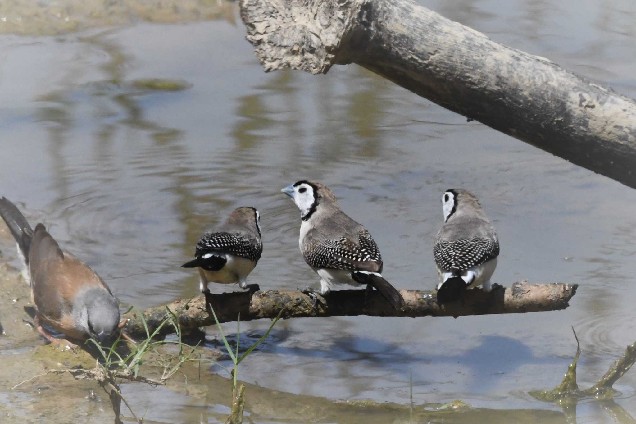 Double-barred Finch