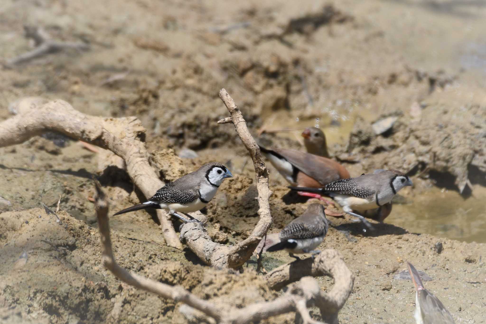 Double-barred Finch