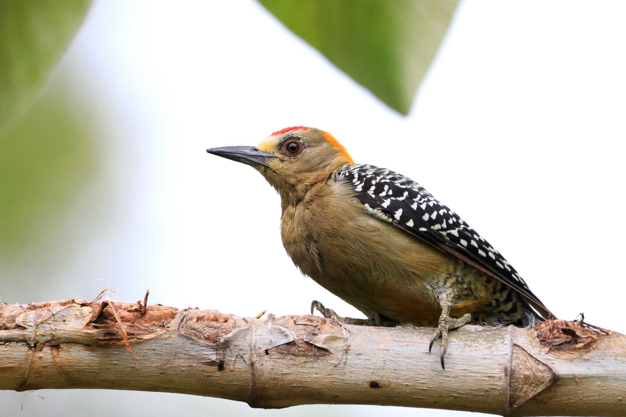 Photo of Hoffmann's Woodpecker at Parque Metropolitano La Sabana （Costa Rica) by とみやん