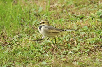 White Wagtail 旧芝離宮恩賜庭園 Mon, 11/4/2019