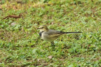 ハクセキレイ 旧芝離宮恩賜庭園 2019年11月4日(月)