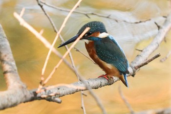 2019年11月8日(金) 三ツ池公園(横浜市鶴見区)の野鳥観察記録