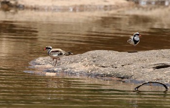 Black-fronted Dotterel Iron Range National Park Sat, 10/19/2019