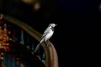 White Wagtail(alba) Breil-sur-Roya Wed, 10/16/2019