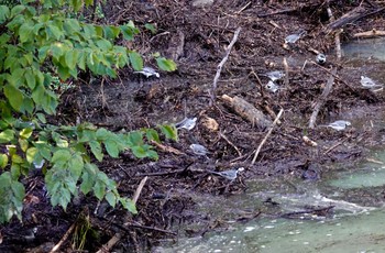 White Wagtail(alba) Breil-sur-Roya Wed, 10/16/2019