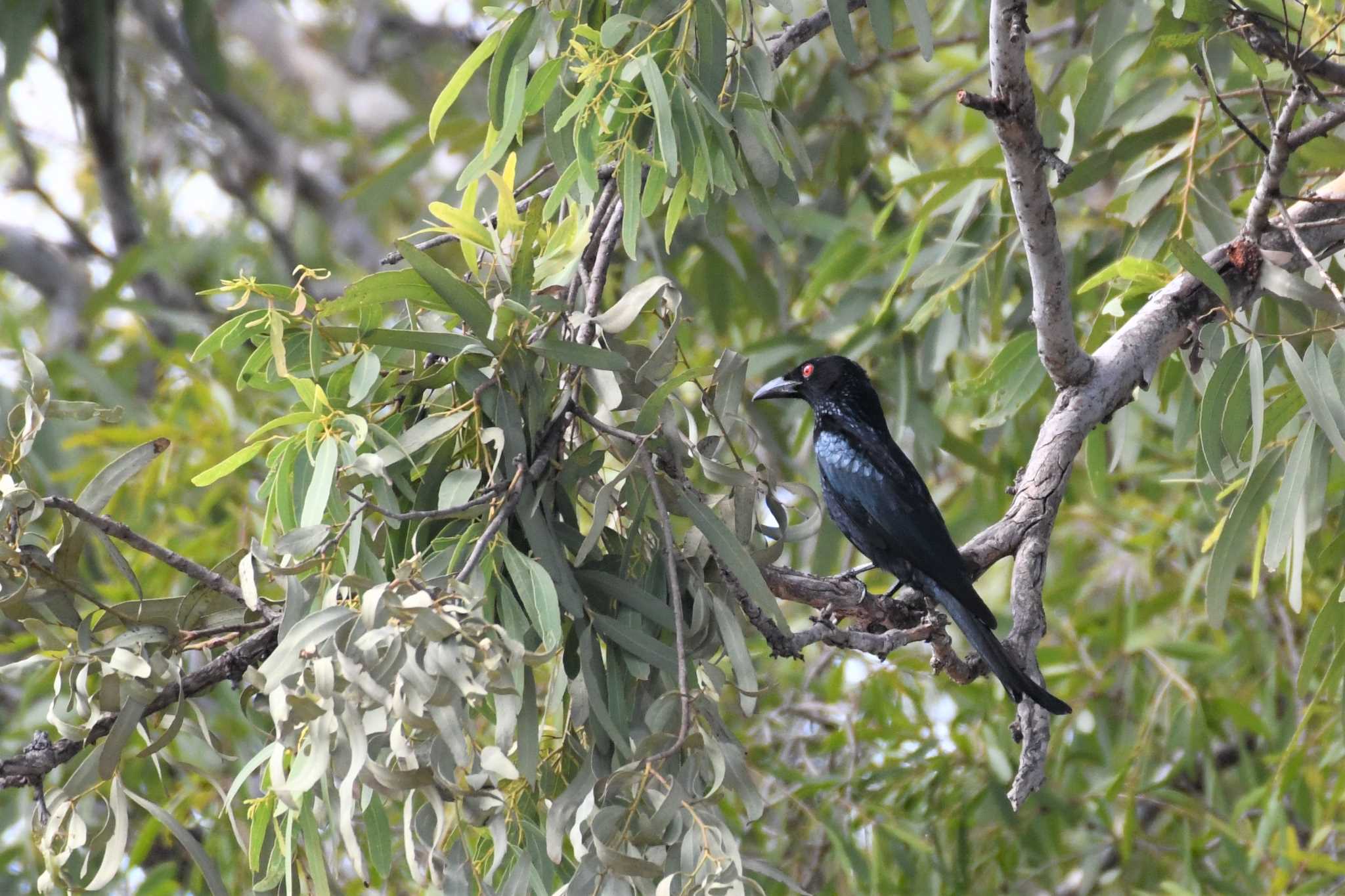 Photo of Metallic Starling at オーストラリア,ケアンズ～アイアインレンジ by でみこ