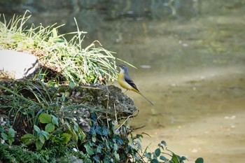 Grey Wagtail Breil-sur-Roya Wed, 10/16/2019