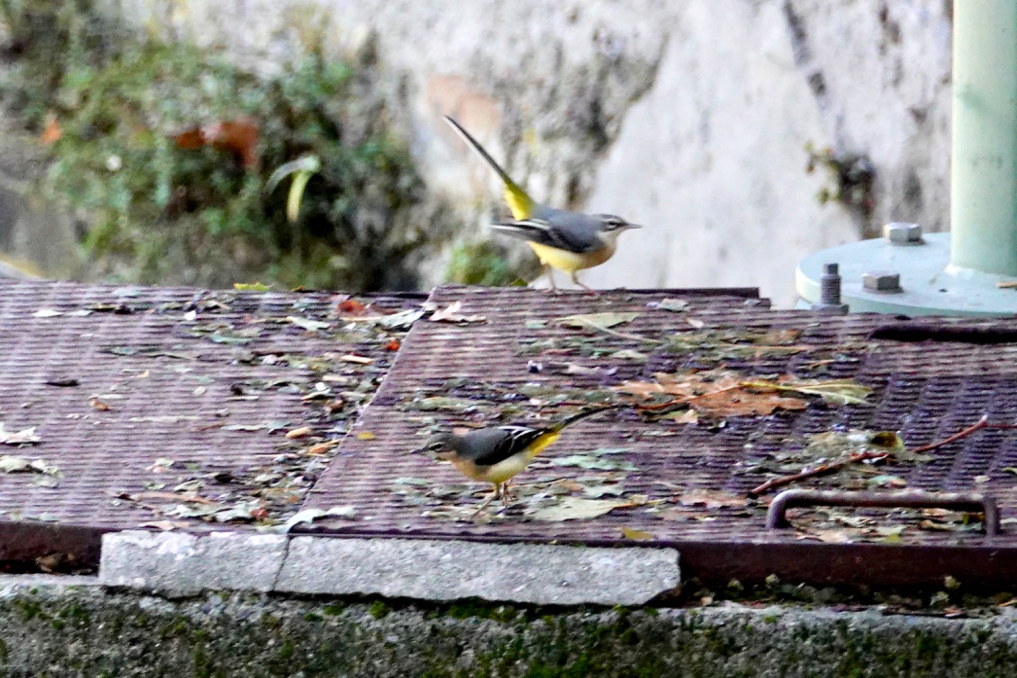 Photo of Grey Wagtail at Breil-sur-Roya by のどか