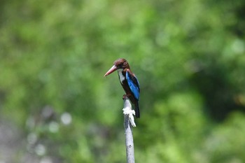 2019年6月4日(火) タイの野鳥観察記録