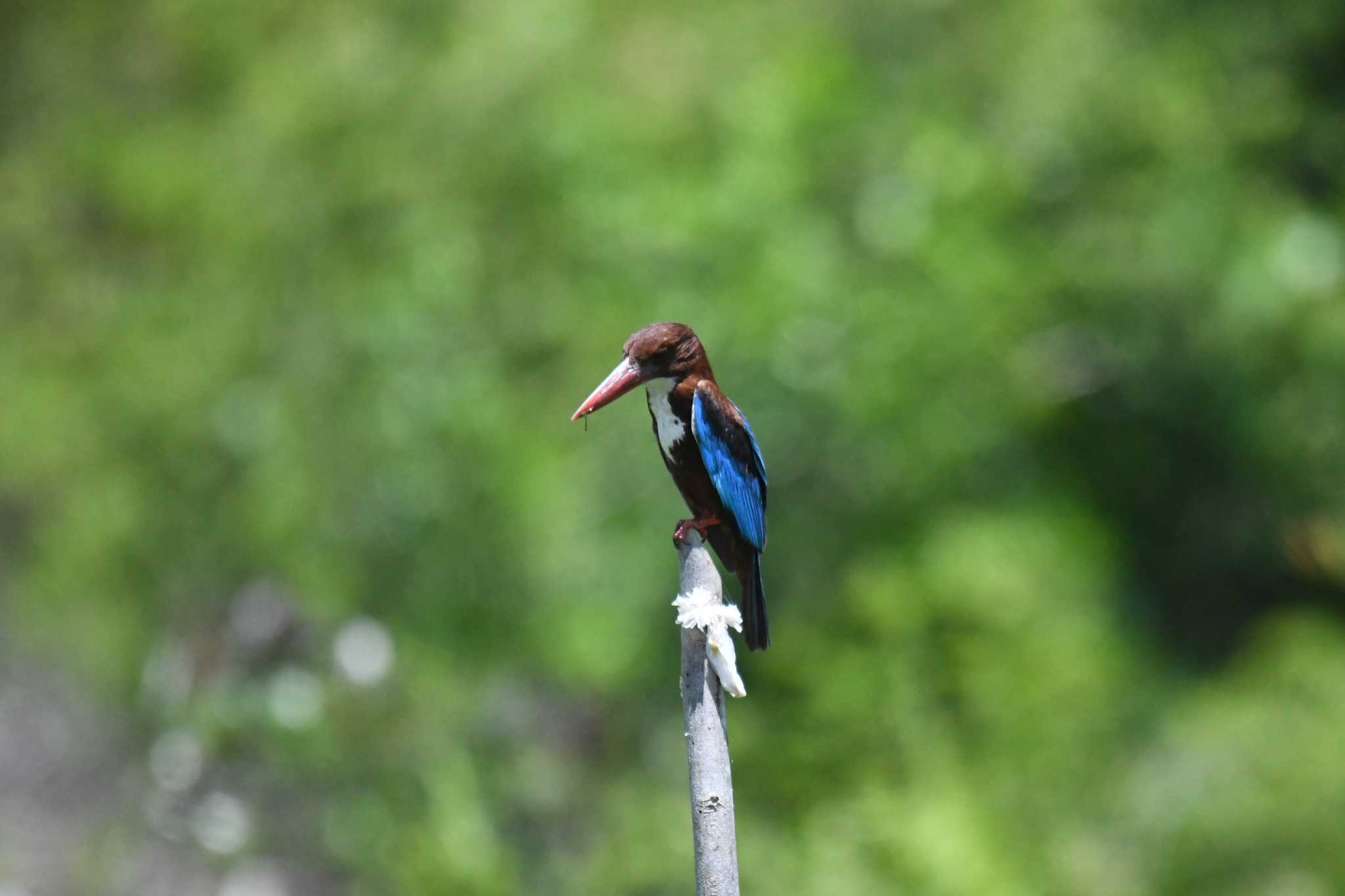 White-throated Kingfisher