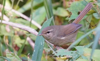 Japanese Bush Warbler 東京都多摩地域 Fri, 11/8/2019