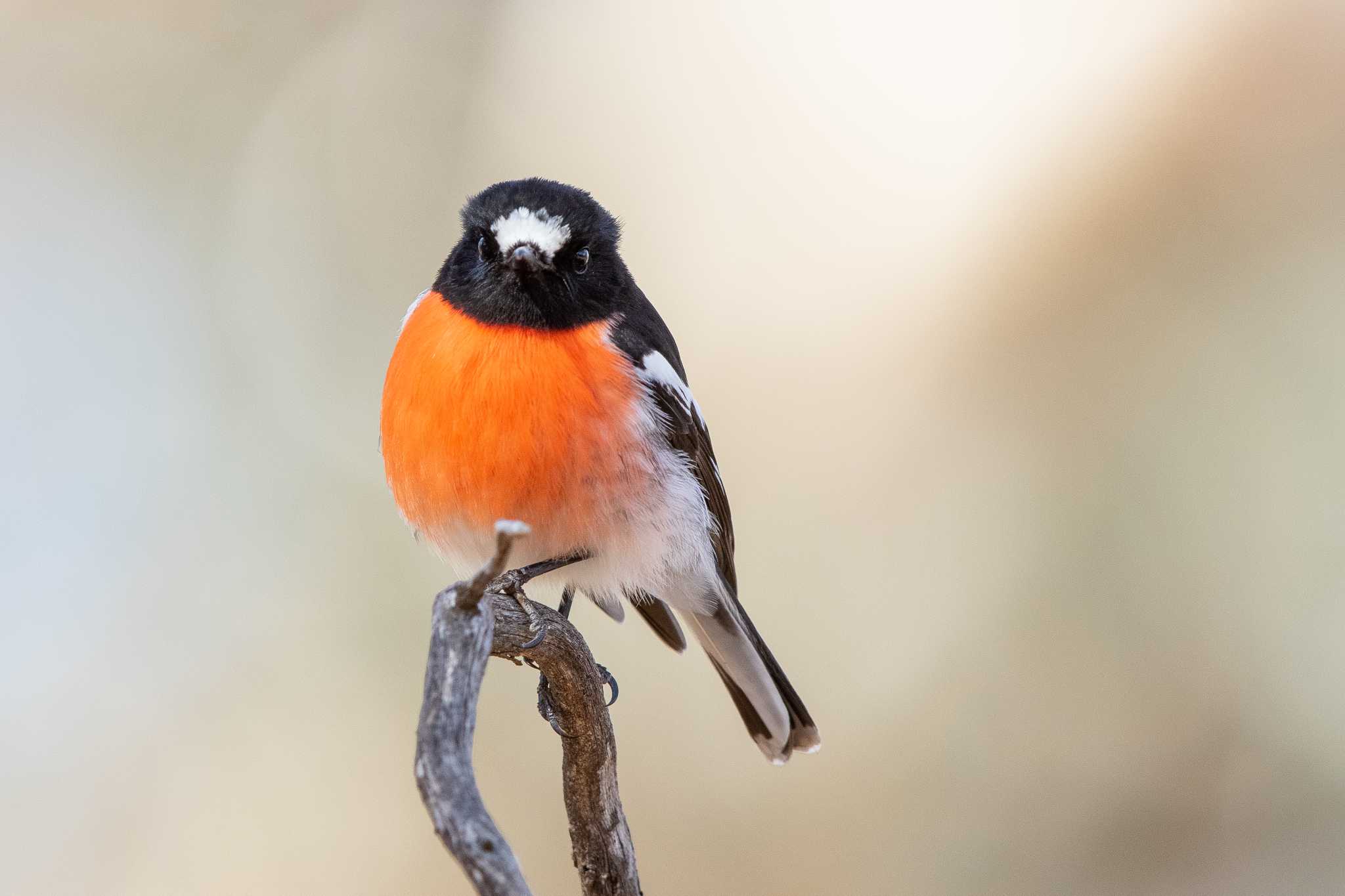 Photo of Scarlet Robin at Lions Dryandra Woodland Village by Trio