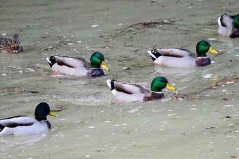 Mallard Breil-sur-Roya Wed, 10/16/2019