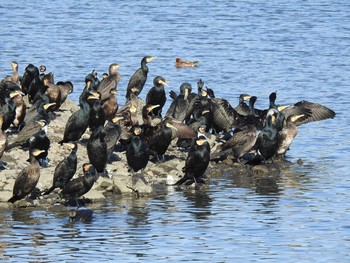 カワウ 東京港野鳥公園 2019年11月4日(月)